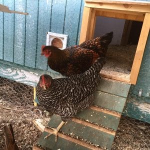 AutomaticChickenCoopDoor.com Opener with a Timer